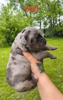 Wolf, a male Catahoula Leopard Dog for sale in Meredosia, IL – 3 of 3