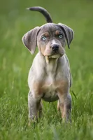 Cowboy , a male Catahoula Leopard Dog for sale in Meredosia, IL – 3 of 5
