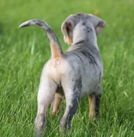 Cowboy , a male Catahoula Leopard Dog for sale in Meredosia, IL – 2 of 5