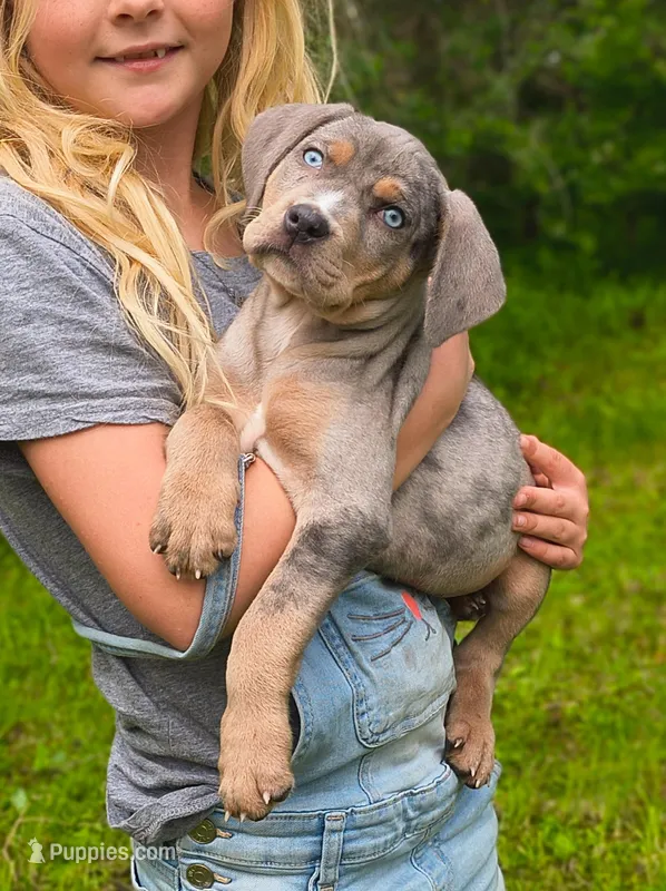 Cowboy  – Catahoula Leopard Dog puppy for sale in Meredosia, IL