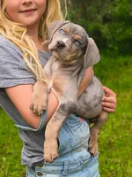 Cowboy , a male Catahoula Leopard Dog for sale in Meredosia, IL – 1 of 5