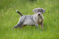 Cowboy , a male Catahoula Leopard Dog for sale in Meredosia, IL – 5 of 5