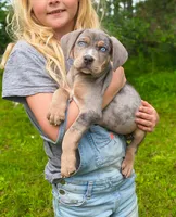 Cowboy , a male Catahoula Leopard Dog for sale in Meredosia, IL – 4 of 5