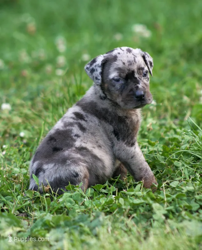 Wolf – Catahoula Leopard Dog puppy for sale in Meredosia, IL