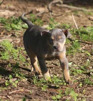 Moose, a male Catahoula Leopard Dog for sale in Meredosia, IL – 1 of 6
