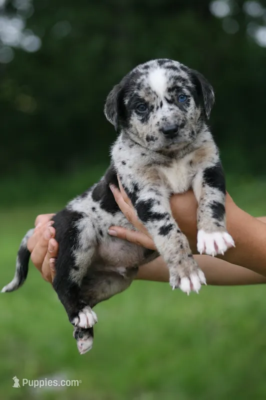 Cash – Catahoula Leopard Dog puppy for sale in Meredosia, IL