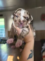 Cheyenne , a female Catahoula Leopard Dog for sale in Meredosia, IL – Photo 3 of 3