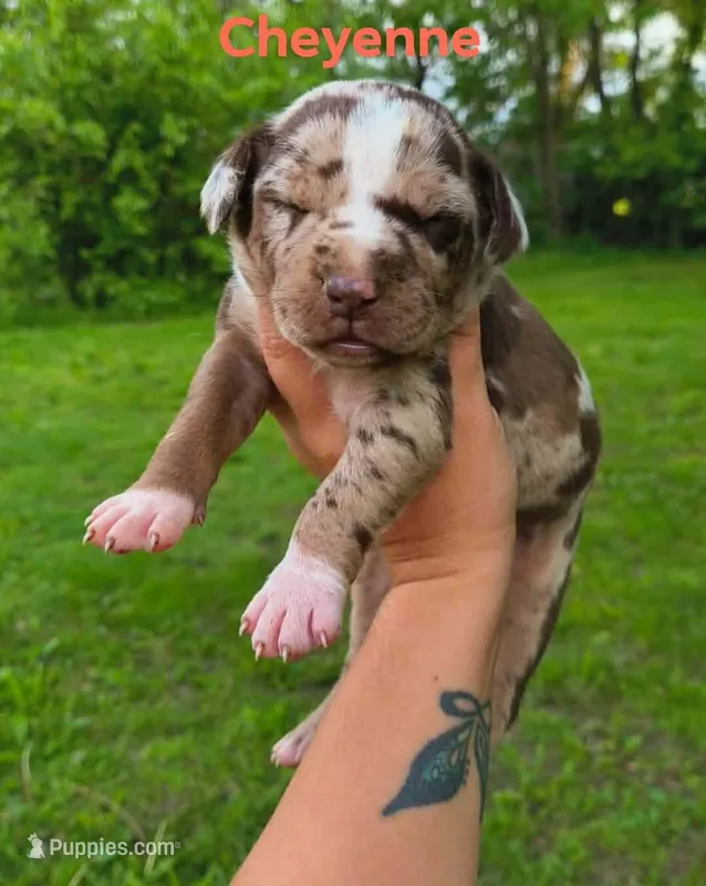 Cheyenne  – Catahoula Leopard Dog puppy for sale in Meredosia, IL