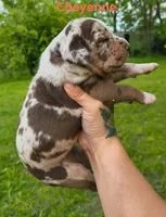 Cheyenne , a female Catahoula Leopard Dog for sale in Meredosia, IL – Photo 2 of 3
