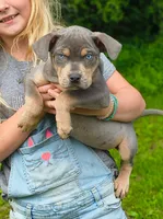 Moose, a male Catahoula Leopard Dog for sale in Meredosia, IL – 6 of 6