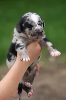 Cash, a male Catahoula Leopard Dog for sale in Meredosia, IL – 5 of 5
