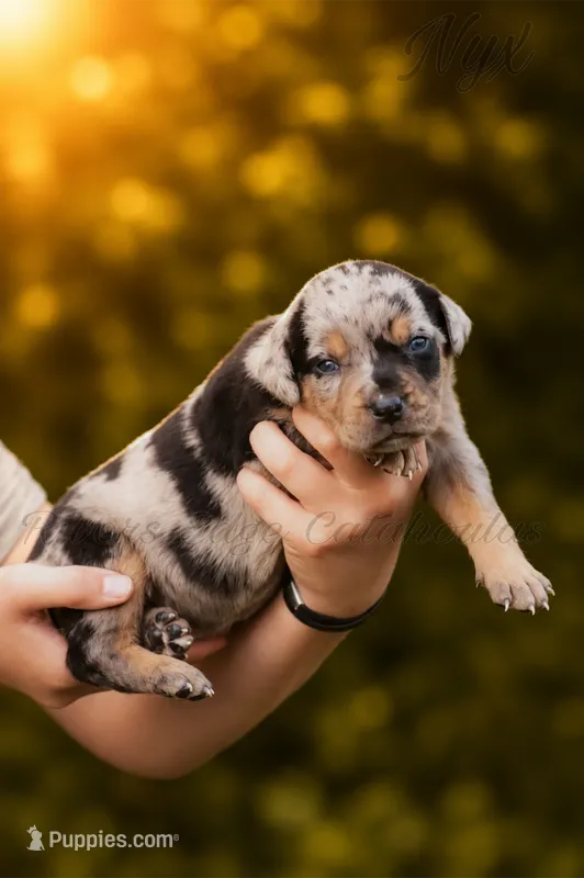 Nyx – Catahoula Leopard Dog puppy for sale in Meredosia, IL