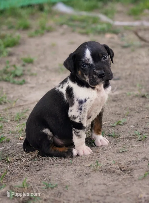 Fang – Catahoula Leopard Dog puppy for sale in Meredosia, IL