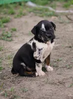 Fang, a male Catahoula Leopard Dog for sale in Meredosia, IL – 1 of 1