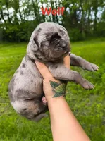 Wolf, a male Catahoula Leopard Dog for sale in Meredosia, IL – 2 of 3