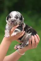 Cash, a male Catahoula Leopard Dog for sale in Meredosia, IL – 4 of 5