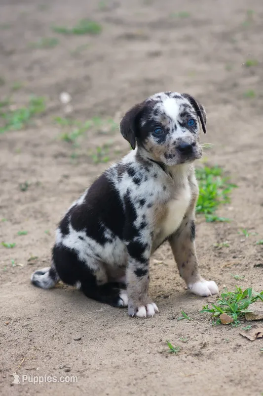 Cash – Catahoula Leopard Dog puppy for sale in Meredosia, IL