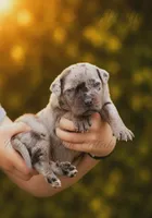 Wolf, a male Catahoula Leopard Dog for sale in Meredosia, IL – 1 of 3
