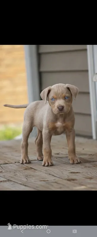 Kai – Catahoula Leopard Dog puppy for sale in Meredosia, IL