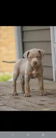 Kai, a male Catahoula Leopard Dog for sale in Meredosia, IL – 1 of 1