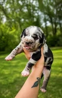 Cash, a male Catahoula Leopard Dog for sale in Meredosia, IL – 3 of 5