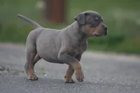 Moose, a male Catahoula Leopard Dog for sale in Meredosia, IL – 3 of 6