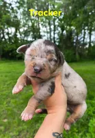 Tracker, a male Catahoula Leopard Dog for sale in Meredosia, IL – Photo 2 of 4