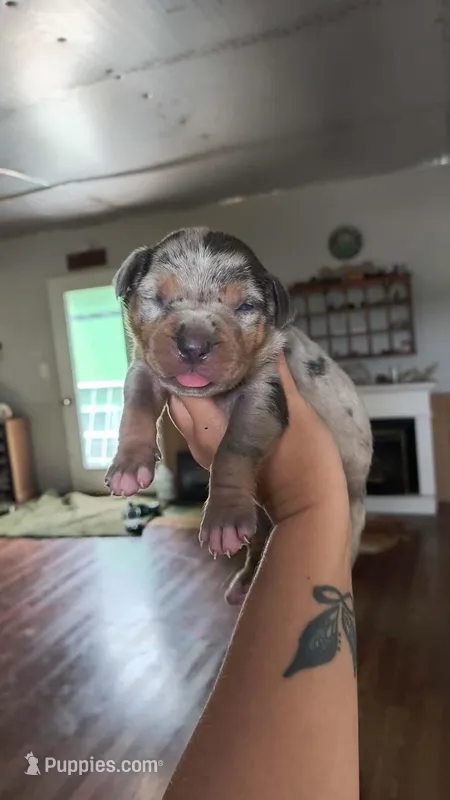 Tracker – Catahoula Leopard Dog puppy for sale in Meredosia, IL