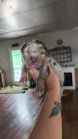 Tracker, a male Catahoula Leopard Dog for sale in Meredosia, IL – Photo 1 of 4