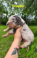 Tracker, a male Catahoula Leopard Dog for sale in Meredosia, IL – Photo 3 of 4