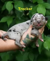 Tracker, a male Catahoula Leopard Dog for sale in Meredosia, IL – Photo 4 of 4