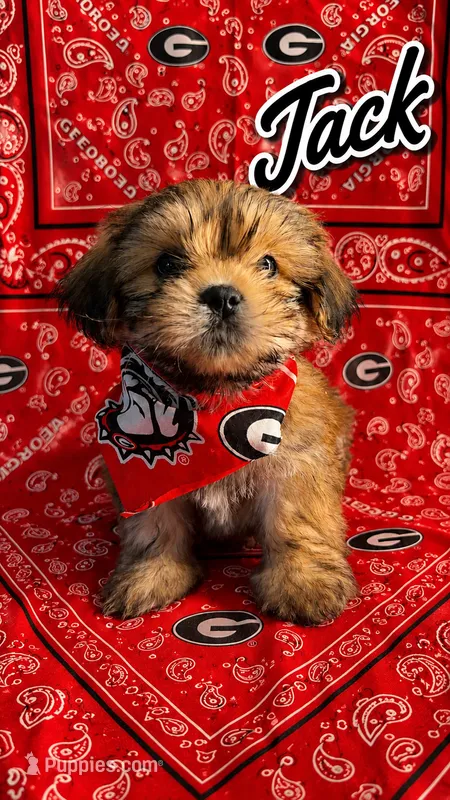 Jack – Shih Tzu puppy for sale in Mcdonough, GA