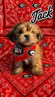 Jack, a male Shih Tzu for sale in Mcdonough, GA – 1 of 1