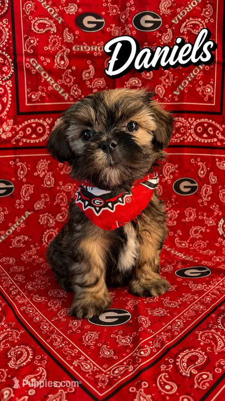 Daniels – Shih Tzu puppy for sale in Mcdonough, GA