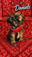 Daniels, a male Shih Tzu for sale in Mcdonough, GA – 1 of 1