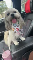 Tito, a male Shih Tzu for sale in Mcdonough, GA – 2 of 5