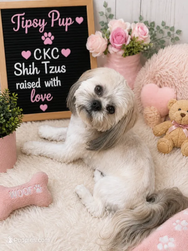 Tito – Shih Tzu puppy for sale in Mcdonough, GA