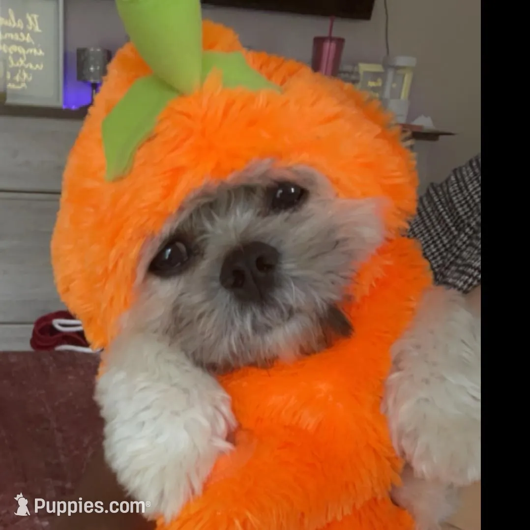 Tito, a male Shih Tzu for sale in Mcdonough, GA – 3 of 3