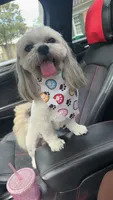 Tito, a male Shih Tzu for sale in Mcdonough, GA – 2 of 3