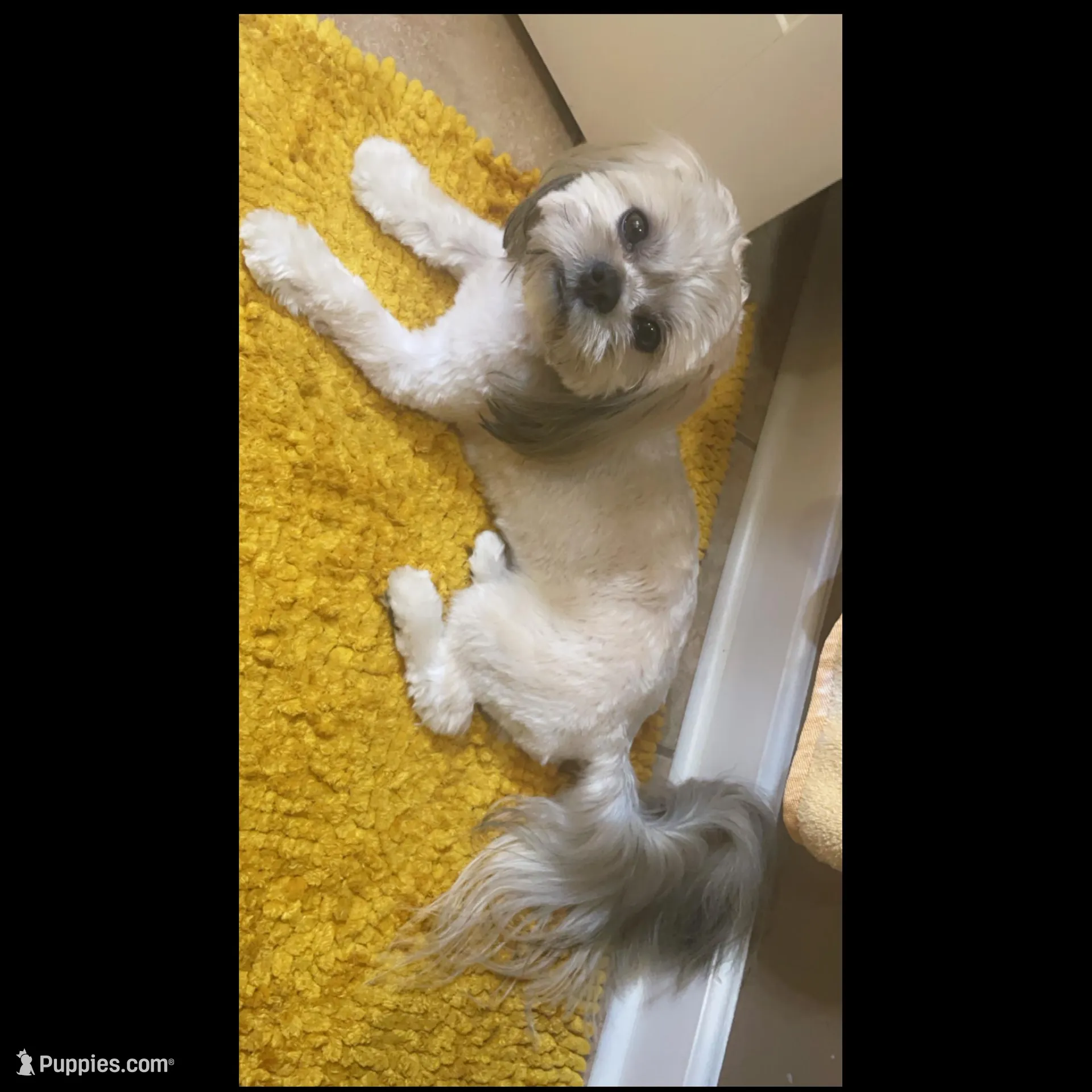 Tito, a male Shih Tzu for sale in Mcdonough, GA – 1 of 3