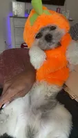 Tito, a male Shih Tzu for sale in Mcdonough, GA – 3 of 5