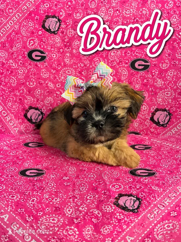 Brandy – Shih Tzu puppy for sale in Mcdonough, GA