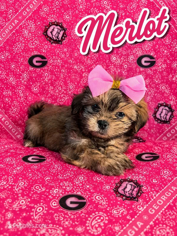 Merlot – Shih Tzu puppy for sale in Mcdonough, GA