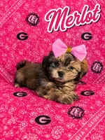 Merlot, a female Shih Tzu for sale in Mcdonough, GA – 1 of 1