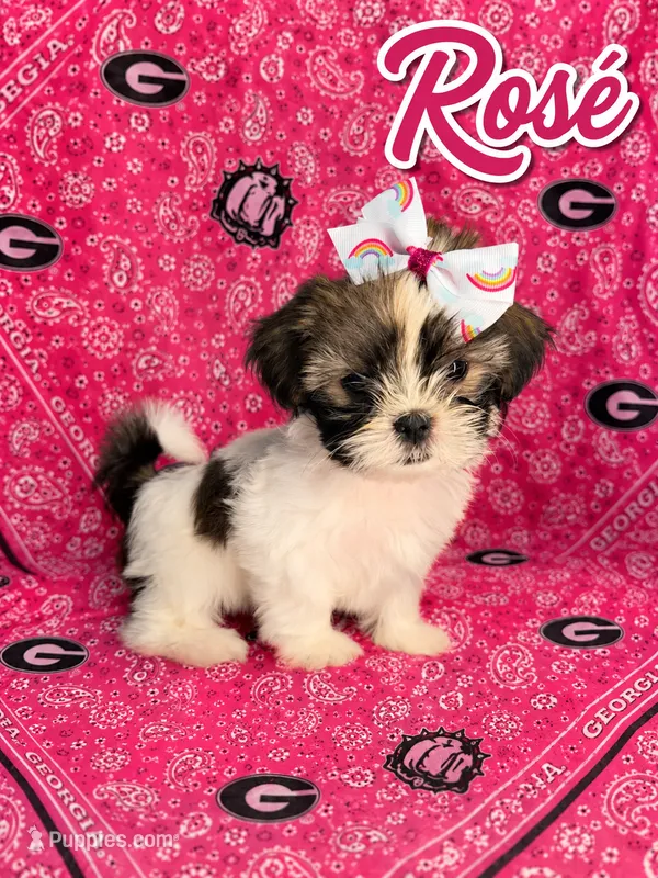 Rosé – Shih Tzu puppy for sale in Mcdonough, GA