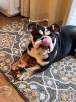 LuLu , a female English Bulldog for sale in Stafford, VA – Photo 2 of 2