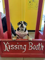 LuLu , a female English Bulldog for sale in Stafford, VA – Photo 1 of 2