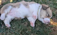 Yellow, a female Pembroke Welsh Corgi for sale in Winlock, WA – 6 of 7