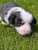 Blue, a male Pembroke Welsh Corgi for sale in Winlock, WA – 3 of 3