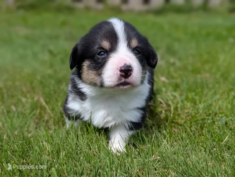 Purple – Pembroke Welsh Corgi puppy for sale in Winlock, WA
